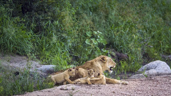 Leão africano no Parque Nacional Kruger, África do Sul — Fotografia de Stock