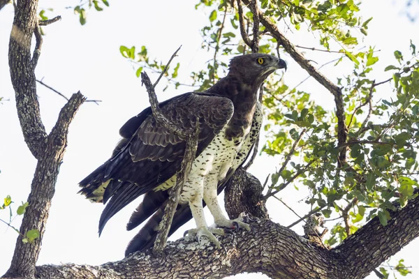 Dövüş kartal Kruger National park, Güney Afrika — Stok fotoğraf