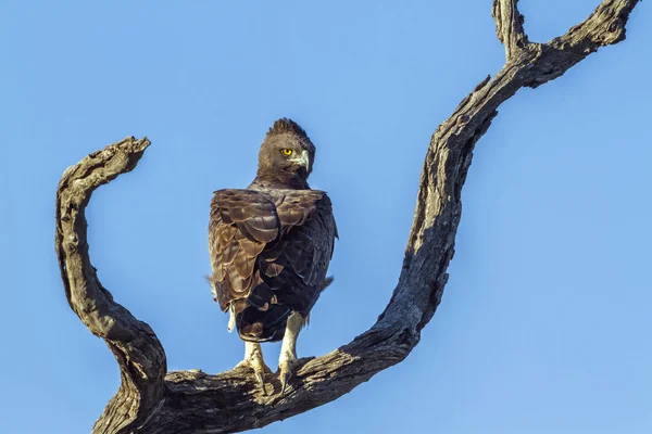 Águila marcial en el Parque Nacional Kruger, Sudáfrica —  Fotos de Stock