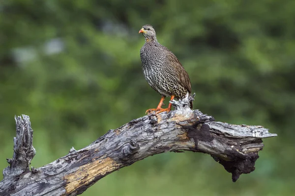 Frankolin Natal w Kruger National park, Afryka Południowa — Zdjęcie stockowe