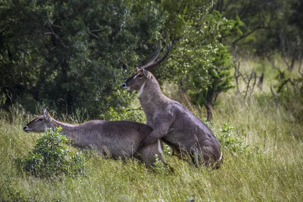 Ortak Waterbuck Kruger National park, Güney Afrika — Stok fotoğraf