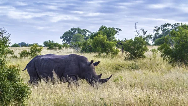 Güney beyaz gergedan Kruger National park, Güney Afrika — Stok fotoğraf