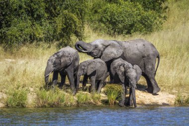 Afrika bush fil Kruger National park, Güney Afrika