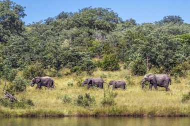 Afrika bush fil Kruger National park, Güney Afrika