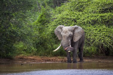 Afrika bush fil Kruger National park, Güney Afrika