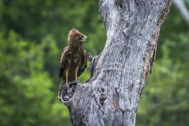 Afrika Harrier-Hawk Kruger National park, Güney Afrika