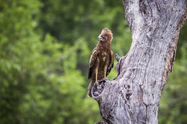 Afrika Harrier-Hawk Kruger National park, Güney Afrika