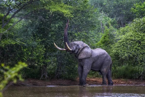 Afrikanischer Buschelefant im Kruger Nationalpark, Südafrika — Stockfoto