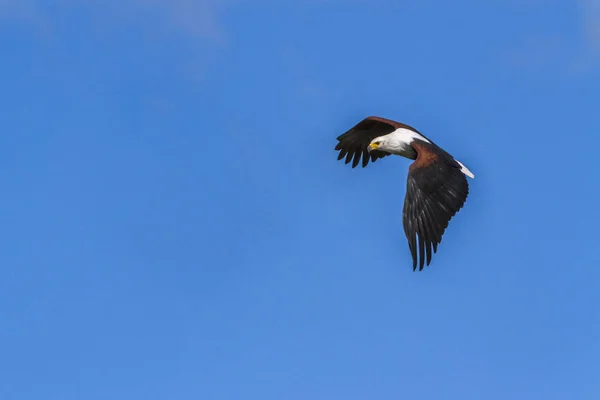 Aigle pêcheur africain dans le parc national Kruger, Afrique du Sud — Photo