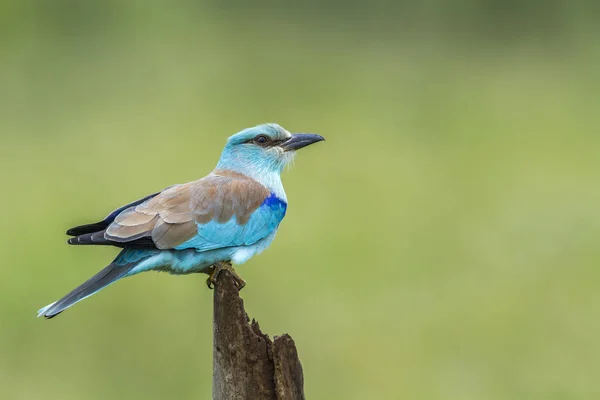 Scharrelaar in Kruger National park, Zuid-Afrika — Stockfoto