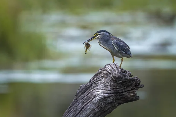 Grünrückenreiher im Kruger Nationalpark, Südafrika — Stockfoto