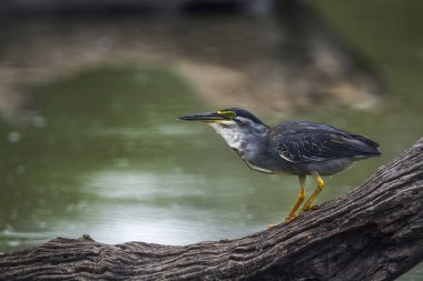 Yeşil balıkçıl Kruger National park, Güney Afrika için destek
