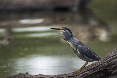 Yeşil balıkçıl Kruger National park, Güney Afrika için destek