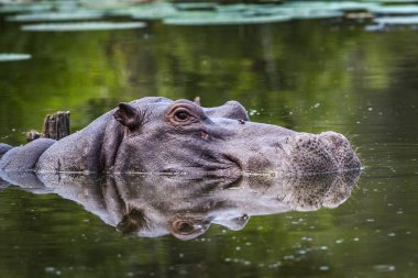 Su aygırı Kruger National park, Güney Afrika