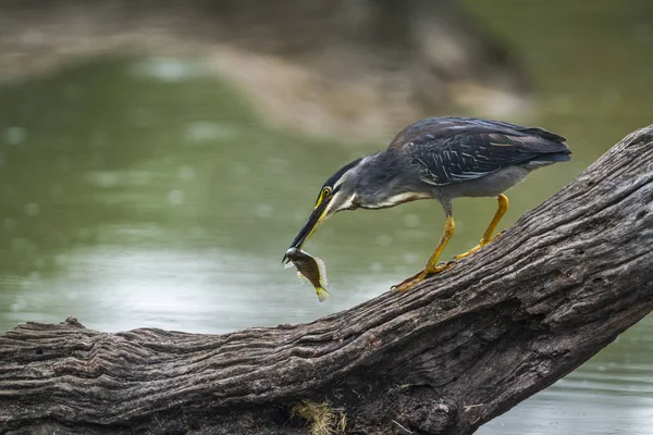 Garça apoiada verde no parque nacional de Kruger, África do Sul — Fotografia de Stock