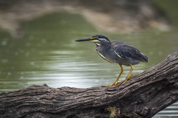 Garça apoiada verde no parque nacional de Kruger, África do Sul — Fotografia de Stock