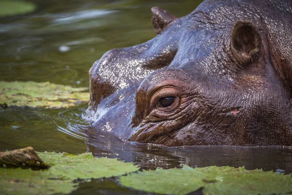 Hipopotam w Kruger National park, Afryka Południowa — Zdjęcie stockowe