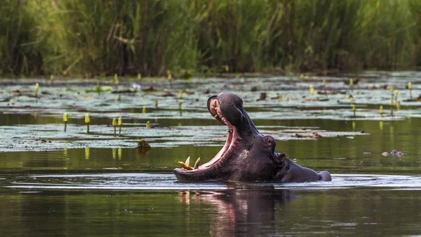 Hippopotame dans le parc national Kruger, Afrique du Sud — Photo