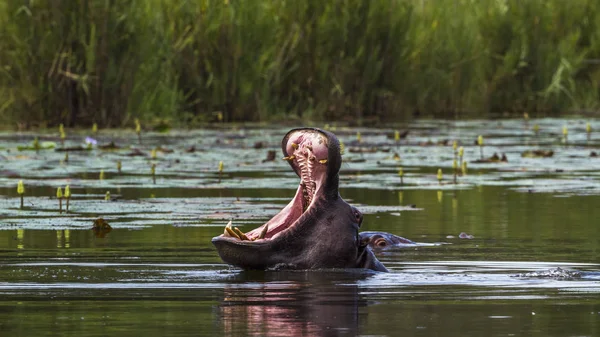 Ippopotamo nel Parco Nazionale di Kruger, Sud Africa — Foto Stock