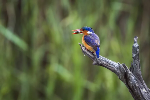 Malaquite kingfisher in Kruger National Park, África do Sul — Fotografia de Stock