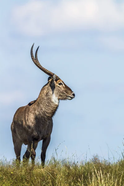 Κοινή Waterbuck στο εθνικό πάρκο Κρούγκερ, Νότια Αφρική — Φωτογραφία Αρχείου