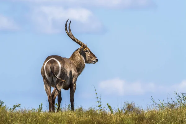 Waterbuck comune nel parco nazionale di Kruger, Sud Africa — Foto Stock