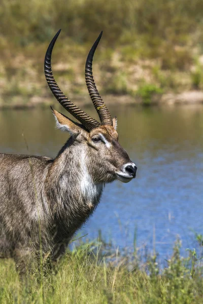 Waterbuck común en el Parque Nacional Kruger, Sudáfrica —  Fotos de Stock