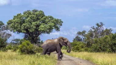African bush elephant in Kruger National park, South Africa clipart