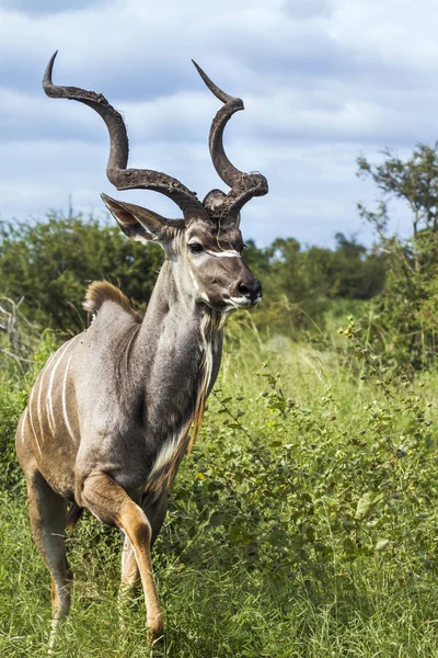 Gran kudu en el parque nacional Kruger, Sudáfrica — Foto de Stock