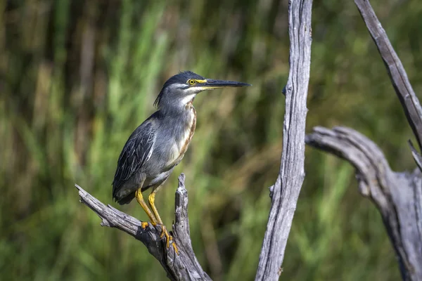 Héron vert soutenu dans le parc national Kruger, Afrique du Sud — Photo