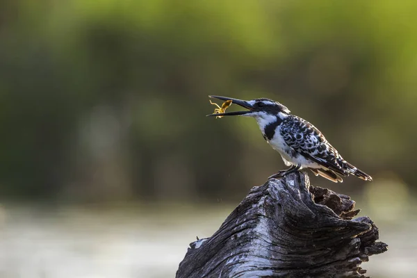 Peixe-rei no parque nacional de Kruger, África do Sul — Fotografia de Stock