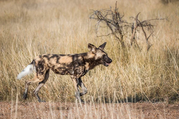 Afrikaanse wilde hond in Kruger National park, Zuid-Afrika — Stockfoto