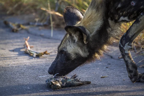 Perro salvaje africano en el Parque Nacional Kruger, Sudáfrica — Foto de Stock