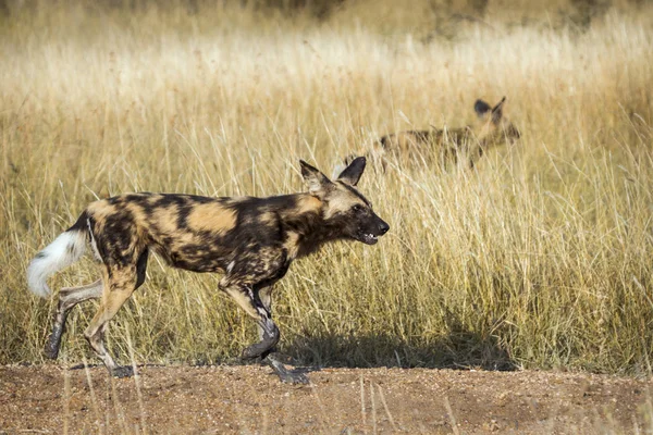 Africký divoký pes v Kruger National park, Jihoafrická republika — Stock fotografie