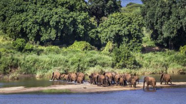 Afrika bush fil Kruger National park, Güney Afrika