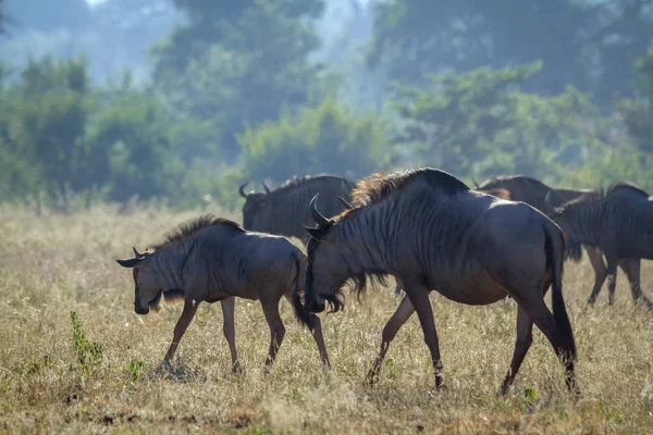 Blue Wildebeest in Kruger National Park, África do Sul — Fotografia de Stock