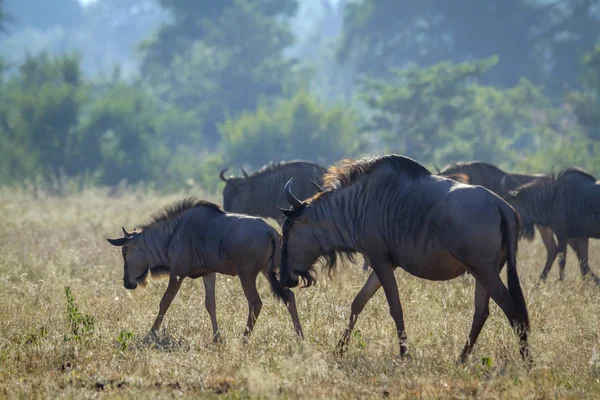 Pręgowane w Kruger National park, Afryka Południowa — Zdjęcie stockowe