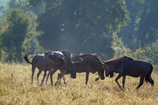 Blue Wildebeest en el Parque Nacional Kruger, Sudáfrica — Foto de Stock