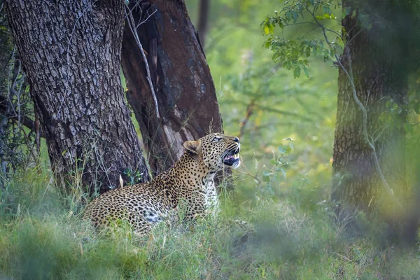 Leopard in Kruger National park, Zuid-Afrika — Stockfoto