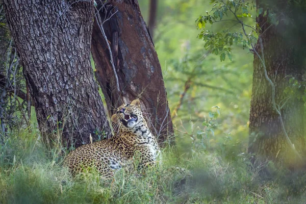 Leopard Kruger Nemzeti park, Dél-afrikai Köztársaság — Stock Fotó