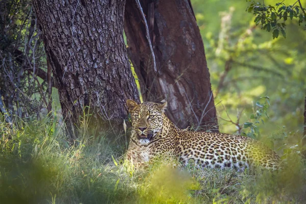 Leopard Kruger Nemzeti park, Dél-afrikai Köztársaság — Stock Fotó