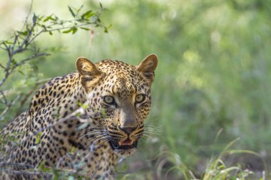 Leopar Kruger National park, Güney Afrika