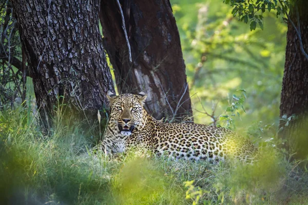 Leopar Kruger National park, Güney Afrika — Stok fotoğraf