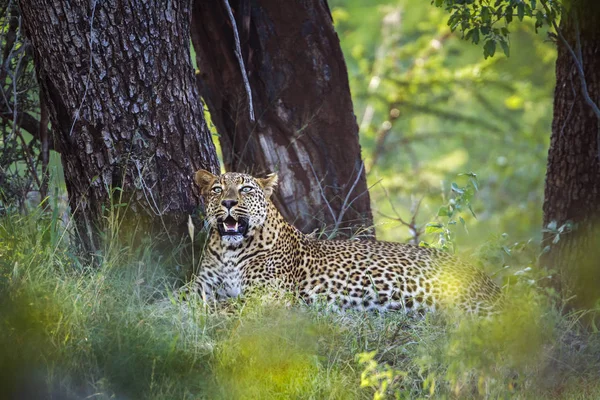 Leopard im Kruger Nationalpark, Südafrika — Stockfoto