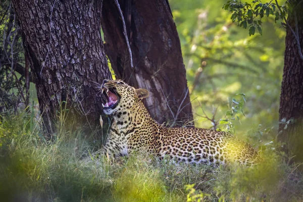 Leopardo nel parco nazionale di Kruger, Sud Africa — Foto Stock