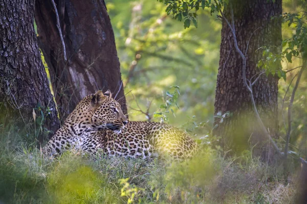 Leopard Kruger Nemzeti park, Dél-afrikai Köztársaság — Stock Fotó