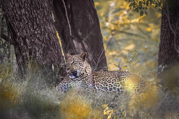 豹在南非克鲁格国家公园 — 图库照片