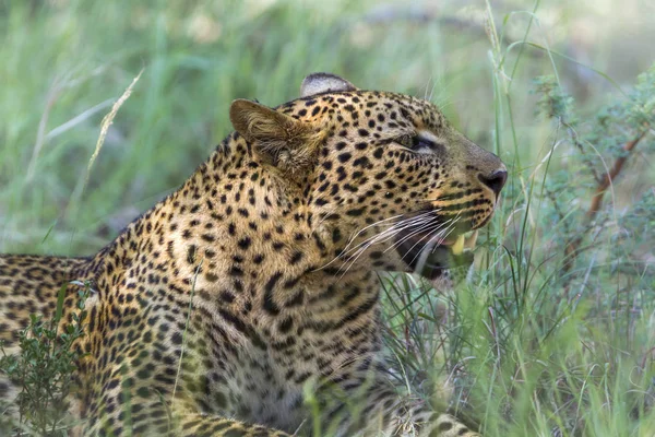 Leopardo nel parco nazionale di Kruger, Sud Africa — Foto Stock