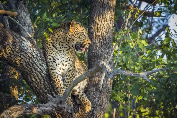 Leopardo no Parque Nacional Kruger, África do Sul — Fotografia de Stock