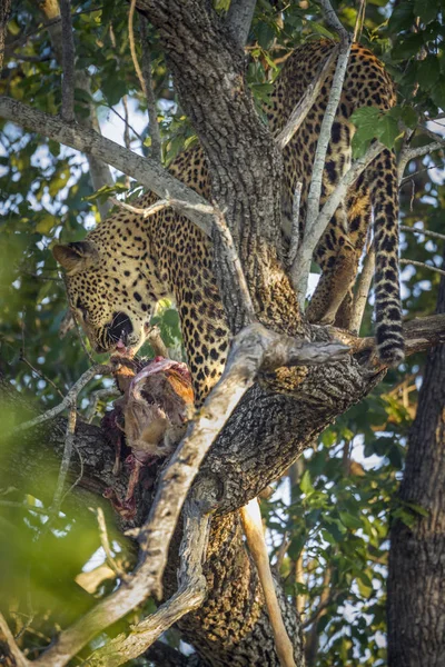 Lampart w Kruger National park, Afryka Południowa — Zdjęcie stockowe